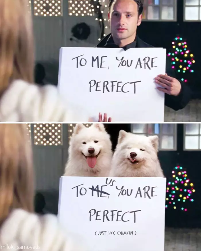 Potret adegan film tokohnya diubah anjing Instagram/@miloki_samoyeds