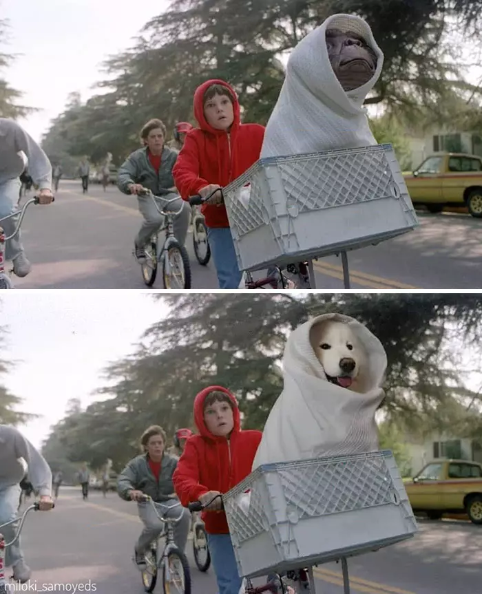 Potret adegan film tokohnya diubah anjing Instagram/@miloki_samoyeds