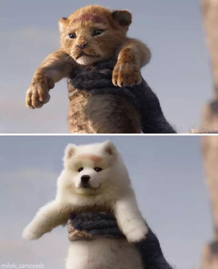 Potret adegan film tokohnya diubah anjing Instagram/@miloki_samoyeds