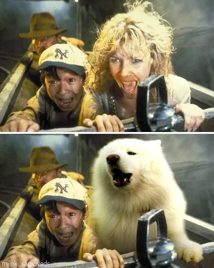 Potret adegan film tokohnya diubah anjing Instagram/@miloki_samoyeds