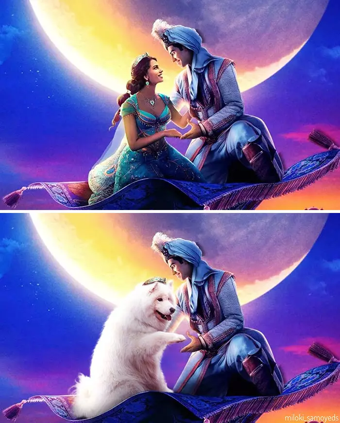 Potret adegan film tokohnya diubah anjing Instagram/@miloki_samoyeds