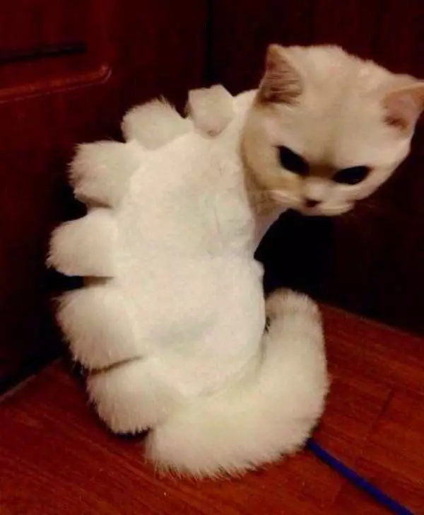 kucing gagal cukur berbagai sumber kucing gagal cukur berbagai sumber