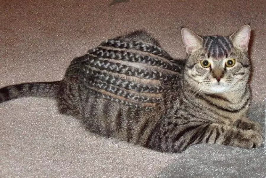 kucing gagal cukur berbagai sumber kucing gagal cukur berbagai sumber