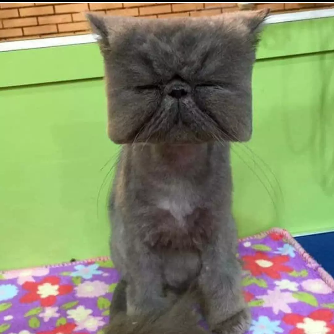 10 Potret gagal cukur bulu kucing ini bikin susah nahan tawa