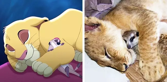 hewan mirip kartun brightside.me hewan mirip kartun brightside.me