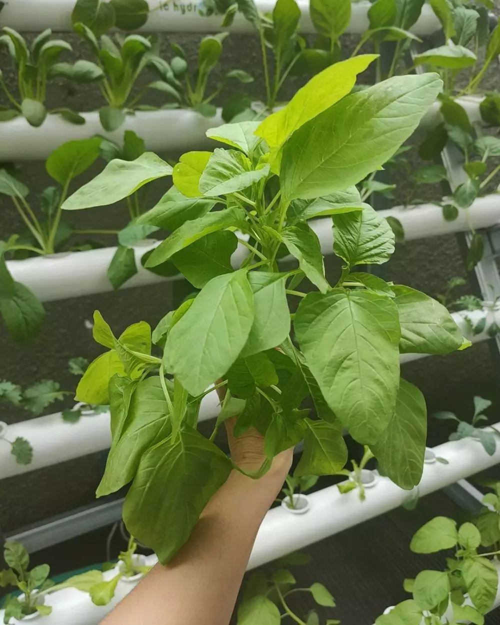 Atiqah Hasiholan berkebun Instagram