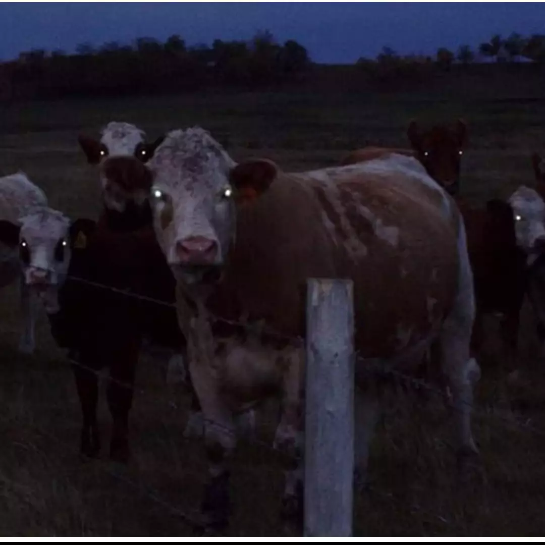 10 Potret hewan ini punya aura seram, bikin bergidik