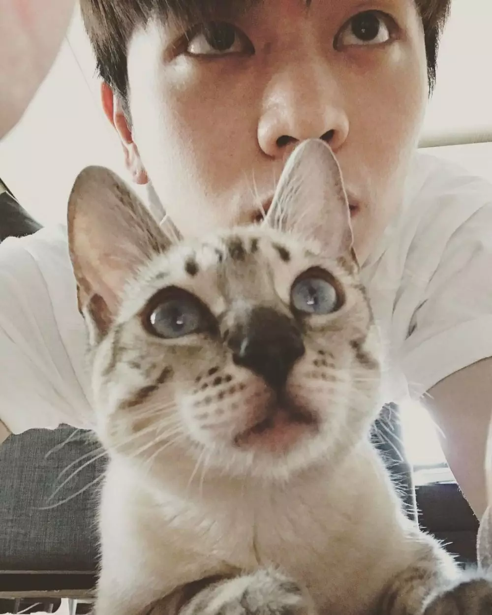 seleb korea pelihara kucing  Instagram