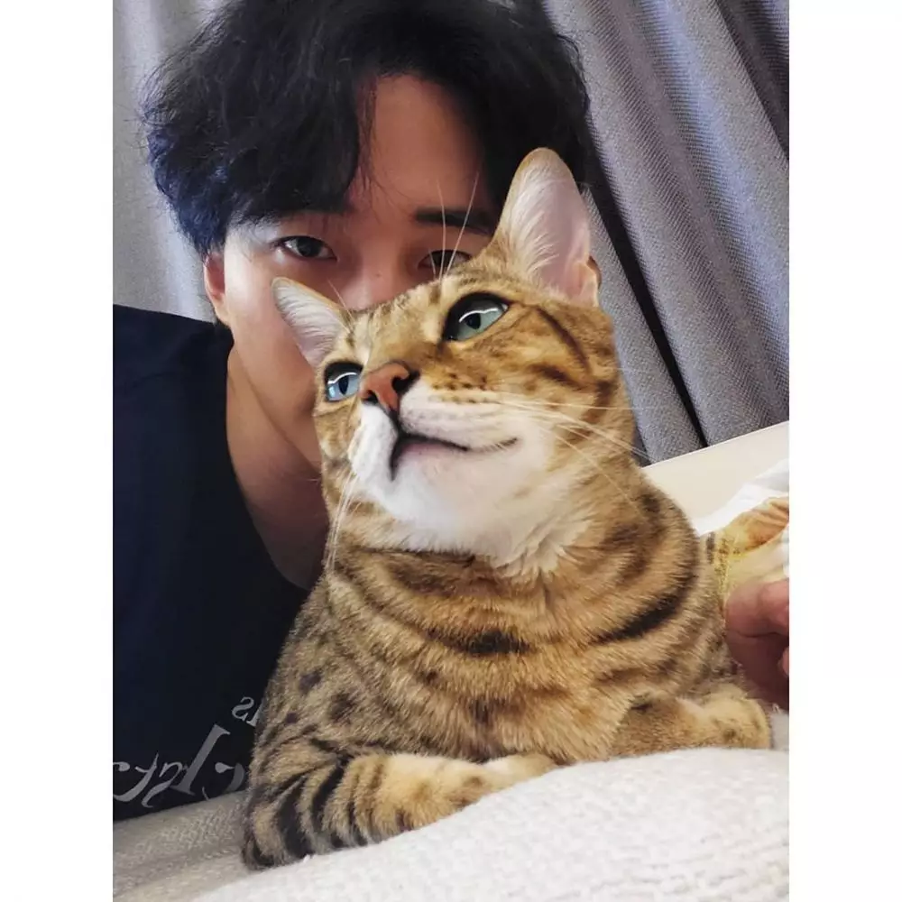 seleb korea pelihara kucing  Instagram