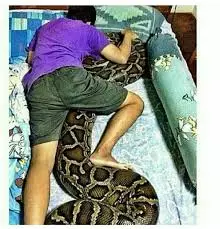 meluk guling berbagai sumber