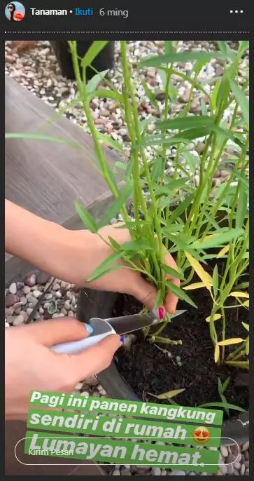 seleb panen di rumah © 2020 brilio.net seleb panen di rumah © 2020 brilio.net