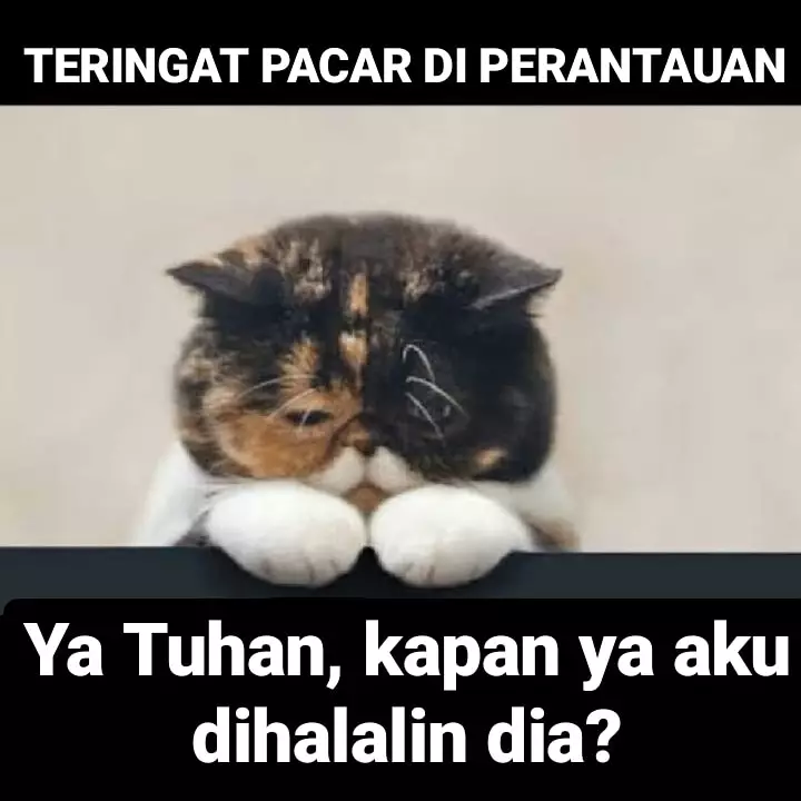Meme kucing pengin dihalalin Berbagai sumber Meme kucing pengin dihalalin Berbagai sumber