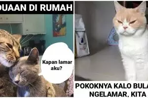10 Meme kucing pengin dihalalin, lucu menggelitik