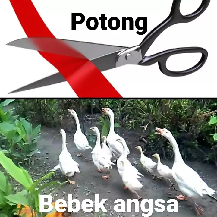 Meme lirik lagu sambil nyanyi Berbagai sumber Meme lirik lagu sambil nyanyi Berbagai sumber