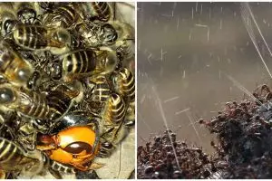 6 Penampakan serangga ini bikin kamu bergidik ngeri