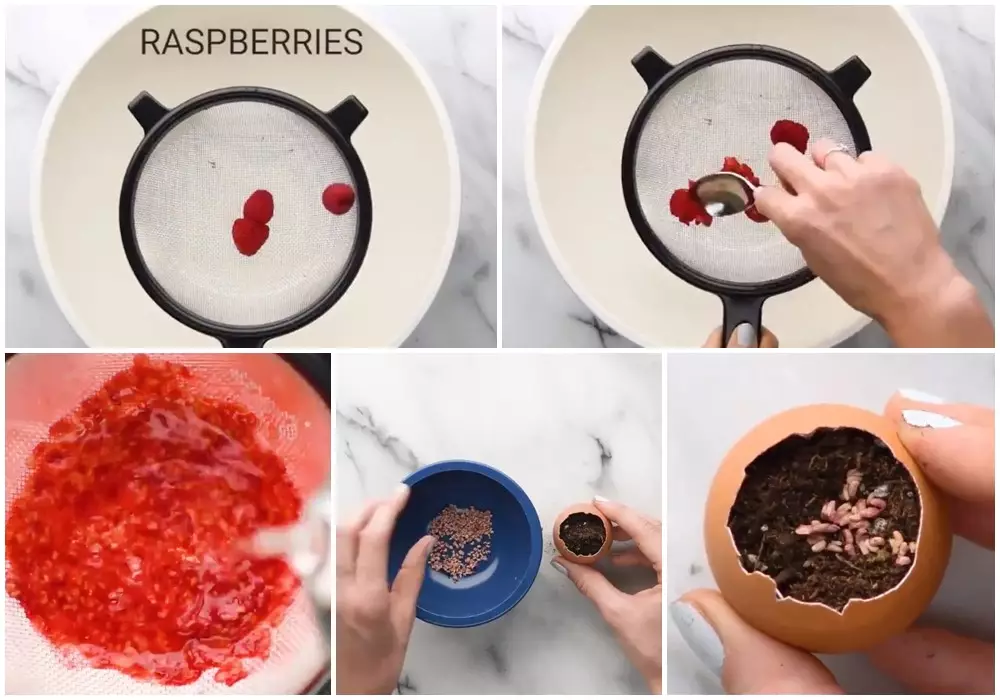 Lifehack menanam benih buah Twitter/@awkwardgoogle Lifehack menanam benih buah Twitter/@awkwardgoogle