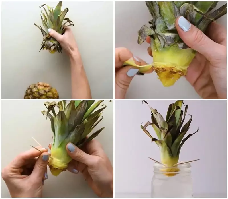 Lifehack menanam benih buah Twitter/@awkwardgoogle Lifehack menanam benih buah Twitter/@awkwardgoogle