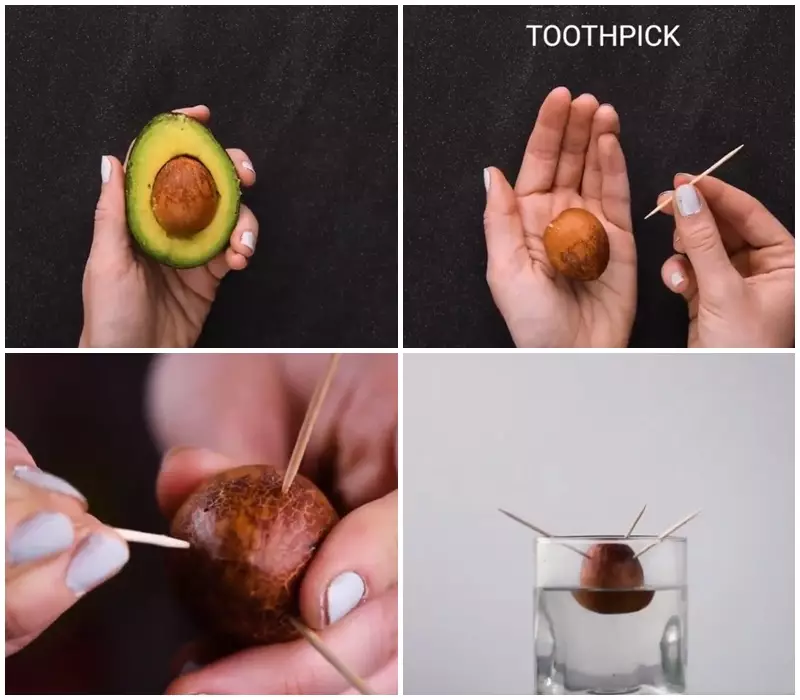 Lifehack menanam benih buah Twitter/@awkwardgoogle Lifehack menanam benih buah Twitter/@awkwardgoogle