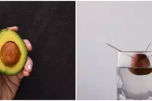 Life hack menanam benih 7 tanaman buah, tak perlu lahan luas