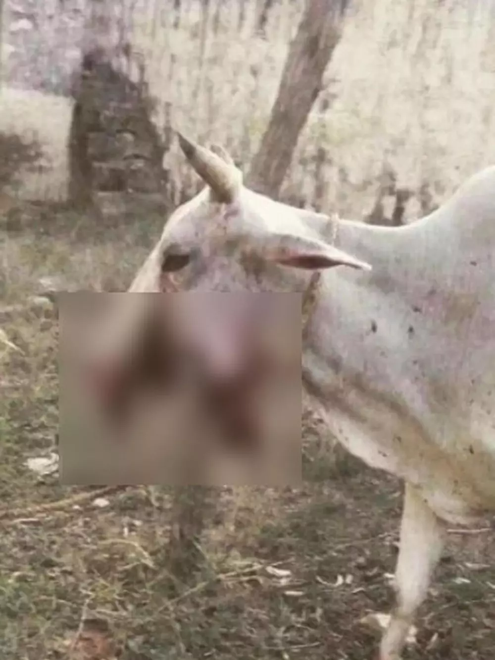 Sapi diberi makan petasan berbagai sumber 