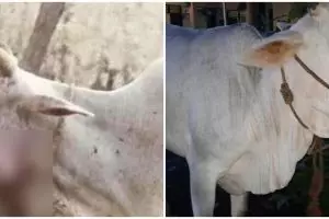 Sapi bunting diberi makan bola gandum berisi petasan, bikin sedih