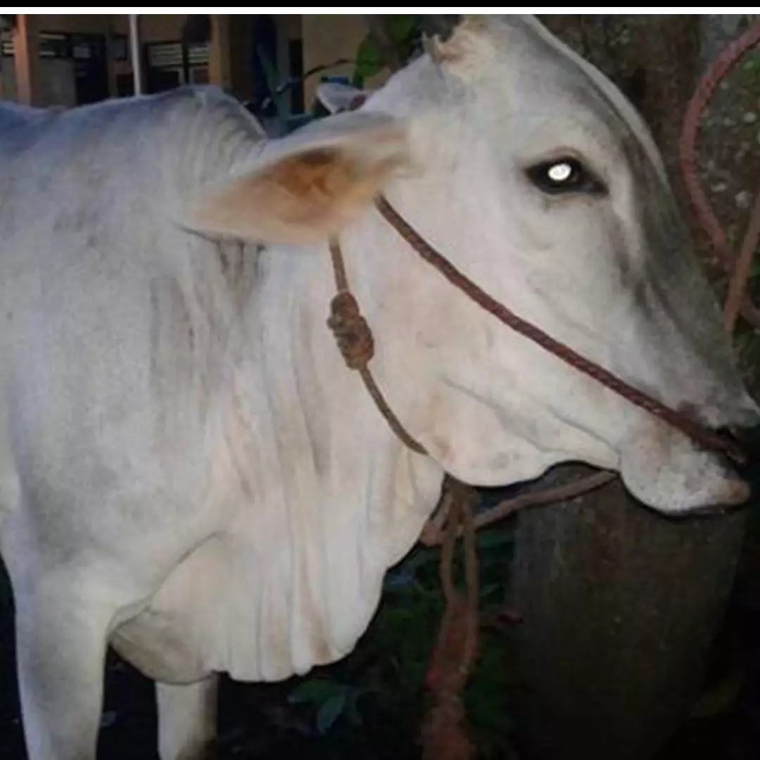 Sapi bunting diberi makan bola gandum berisi petasan, bikin sedih