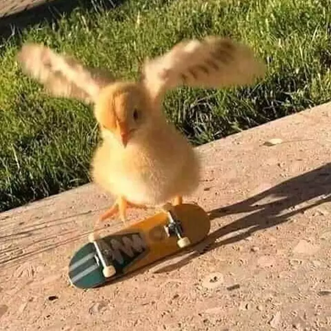 momen pas hewan dan benda © 2020 instagram.com momen pas hewan dan benda © 2020 instagram.com