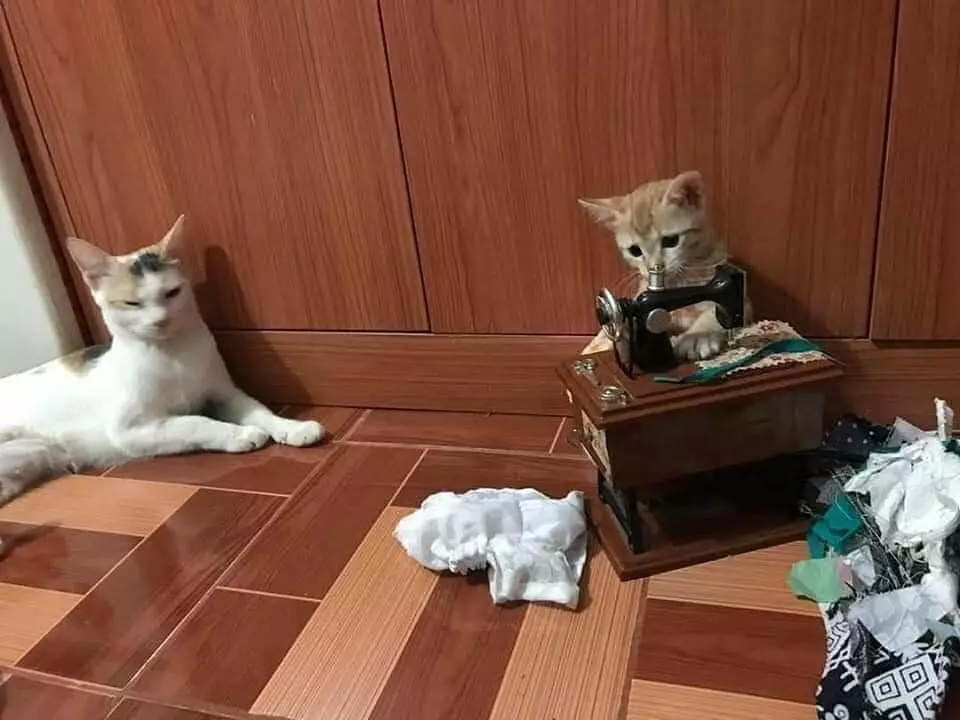 momen pas hewan dan benda © 2020 instagram.com momen pas hewan dan benda © 2020 instagram.com