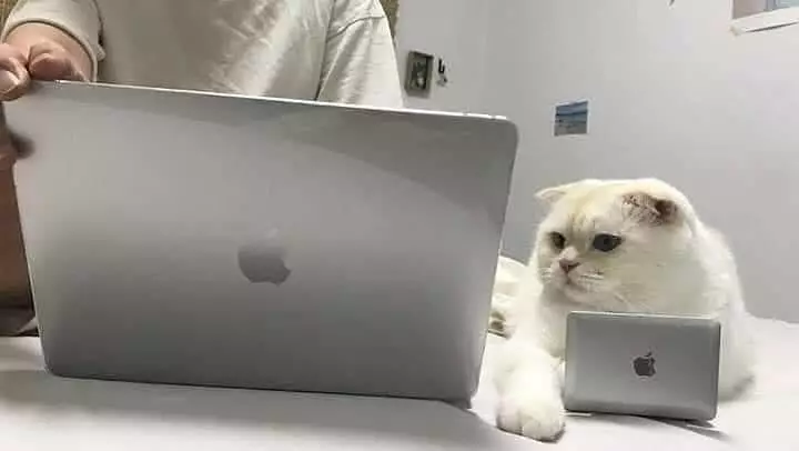 momen pas hewan dan benda © 2020 instagram.com momen pas hewan dan benda © 2020 instagram.com