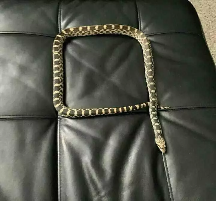 momen pas hewan dan benda © 2020 instagram.com momen pas hewan dan benda © 2020 instagram.com