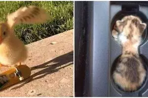 10 Momen pas hewan dan benda sekitar ini bikin ingin lihat dua kali