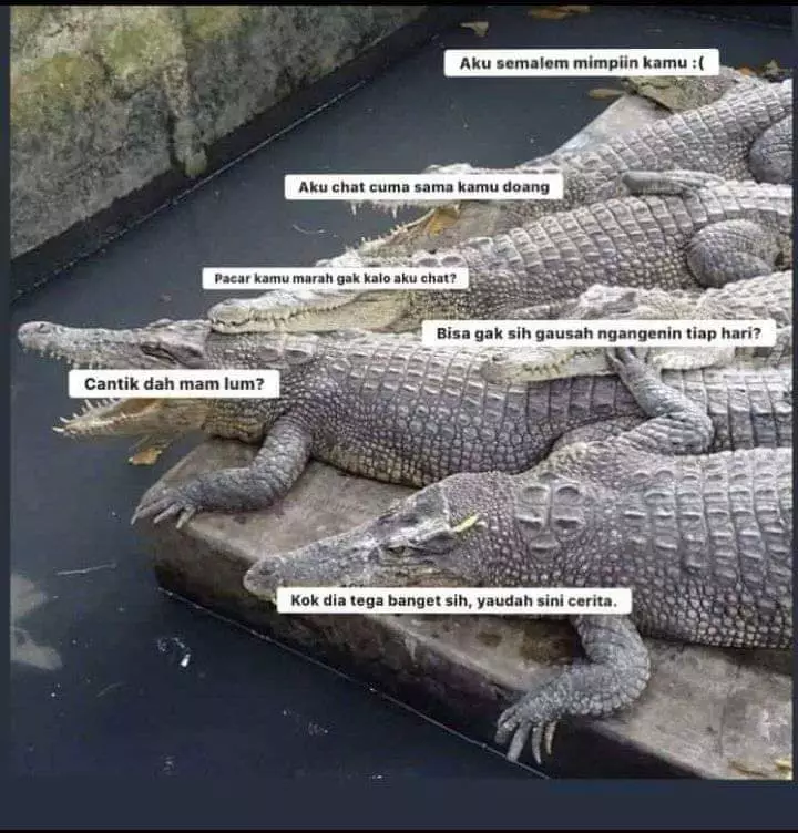 meme buaya darat Twitter meme buaya darat Twitter