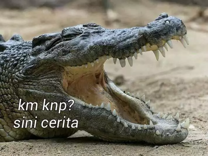 meme buaya darat Twitter meme buaya darat Twitter