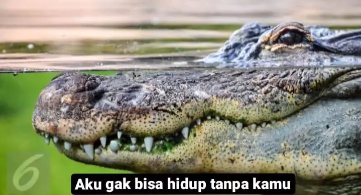 meme buaya darat Twitter meme buaya darat Twitter