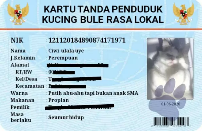 KTP kucing twitter KTP kucing twitter
