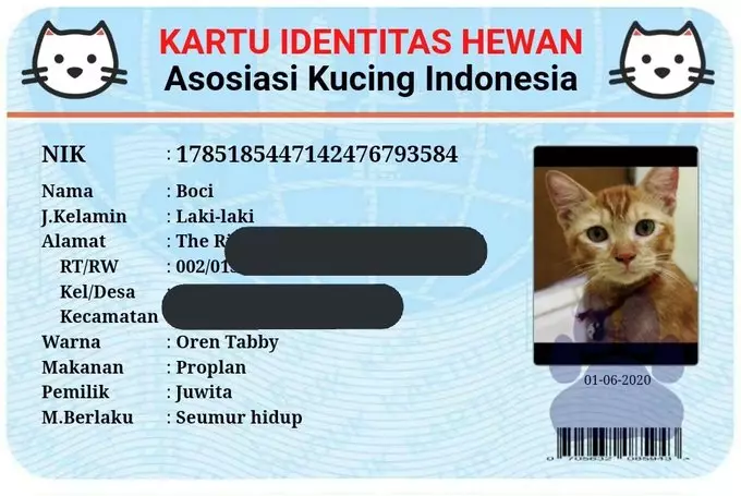 KTP kucing twitter KTP kucing twitter
