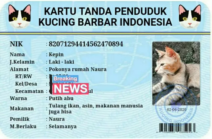 KTP kucing twitter KTP kucing twitter