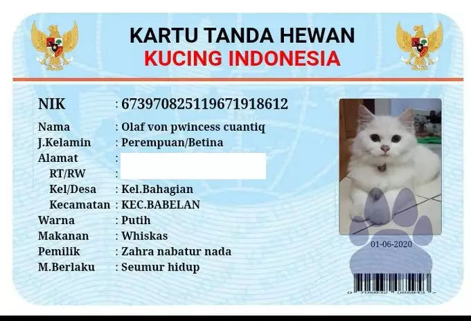 KTP kucing twitter KTP kucing twitter