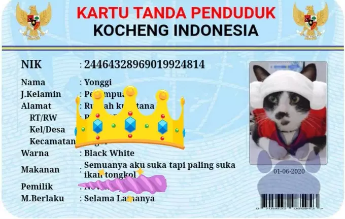 KTP kucing twitter KTP kucing twitter