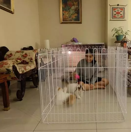 5 potret hotel kucing milik Tya Ariestya © 2020 brilio.net