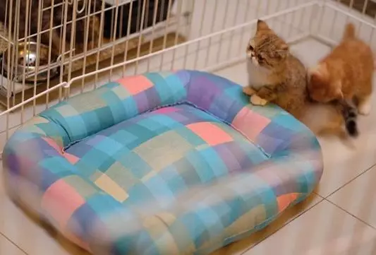 5 potret hotel kucing milik Tya Ariestya © 2020 brilio.net