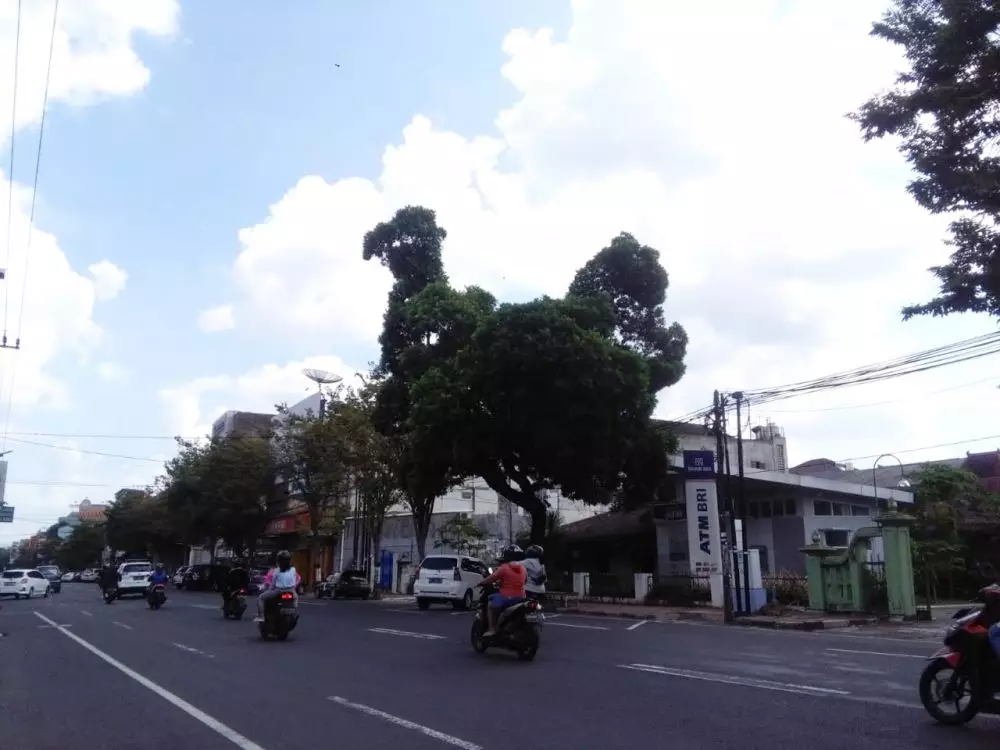 pohon besar mirip ayam © 2020 brilio.net pohon besar mirip ayam © 2020 brilio.net