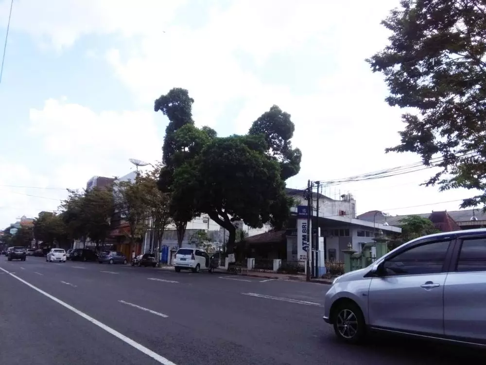 pohon besar mirip ayam © 2020 brilio.net pohon besar mirip ayam © 2020 brilio.net