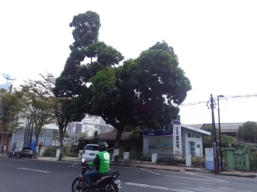 pohon besar mirip ayam © 2020 brilio.net pohon besar mirip ayam © 2020 brilio.net