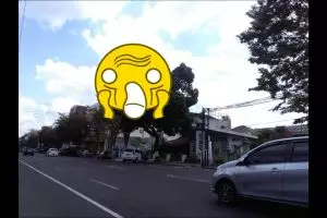 Heboh pohon besar pinggir jalan bentuknya mirip ayam, ini foto-fotonya