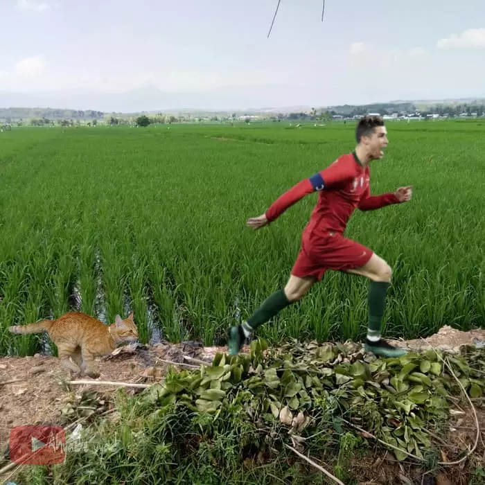 Editan Cristiano Ronaldo kucing Facebook/Ahyadie uyad