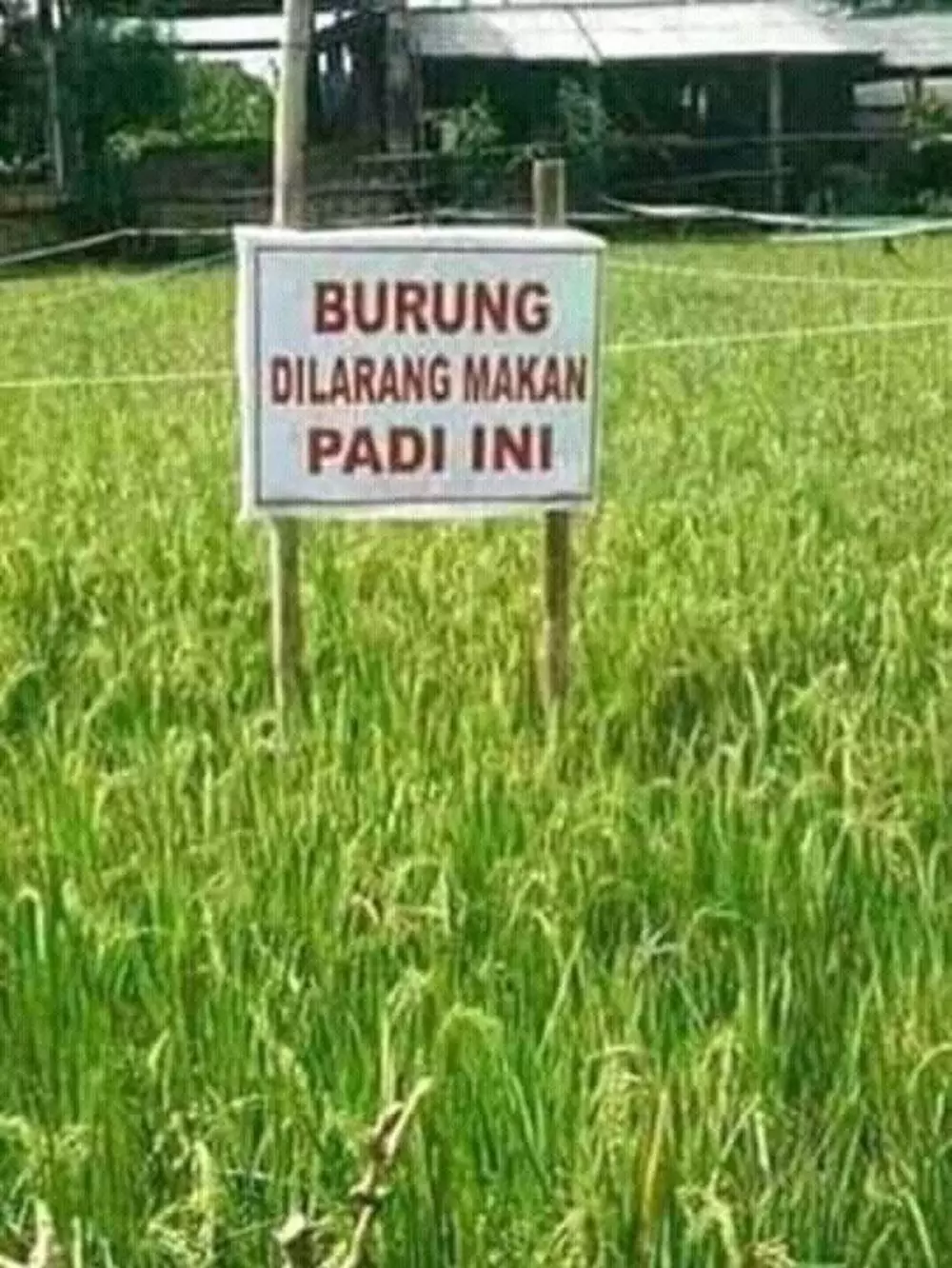 peringatan dilarang ambil makanan © 2020 brilio.net