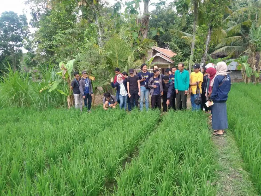 alumni fisipol ugm jadi petani Twitter