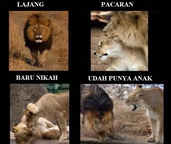 Meme setelah menikah Berbagai sumber