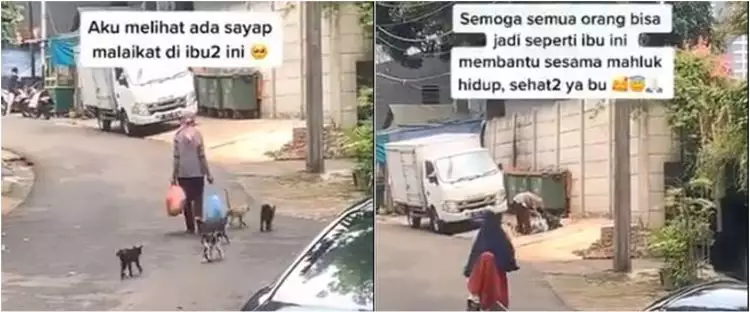Viral video wanita beri makan kucing jalanan tiap hari, bikin haru